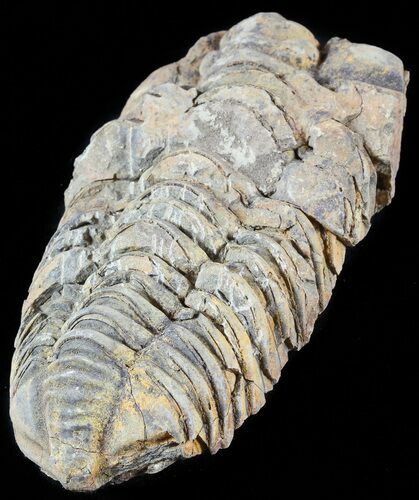 Calymene Trilobite From Morocco #49631